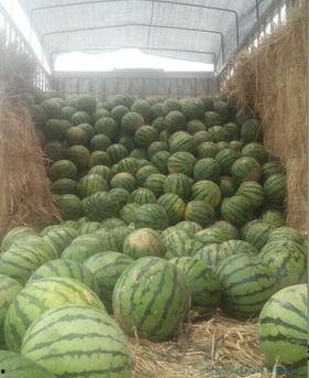 桥子吃瓜,揭秘网络热点的背后故事