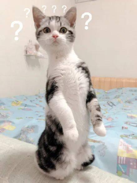 猫咪吃瓜视频全集,瓜界萌宠的欢乐时光