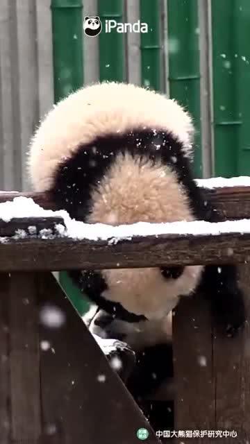 吃瓜小熊全部,揭秘娱乐圈背后的那些事儿