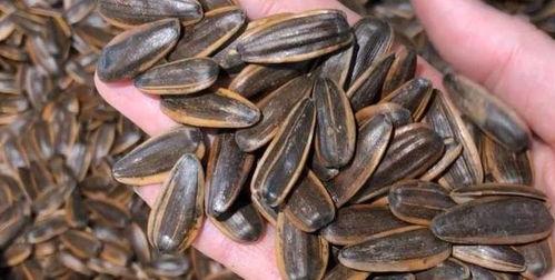 吃瓜用的瓜子,揭秘吃瓜神器——瓜子的魅力与故事