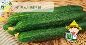 吃瓜夏季就是吃各种瓜,尽享清凉美味时光