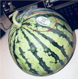 改名网红吃瓜,吃瓜群众围观改名背后的故事